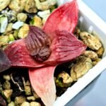 Haworthia Seedling Hikaru Genji RU-1 Var MS145 - 17