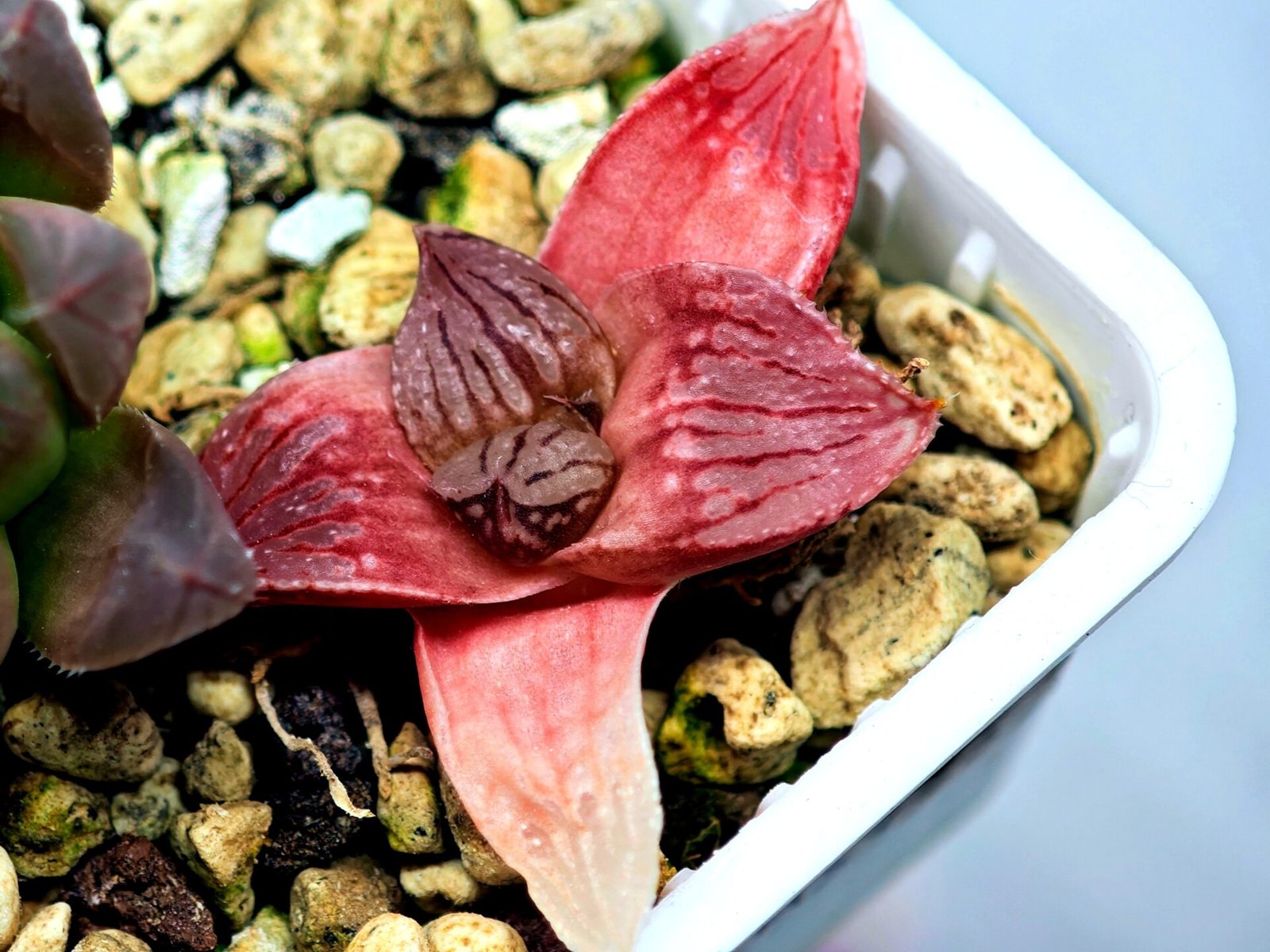 Haworthia Seedling Hikaru Genji RU-1 Var MS145 - 17