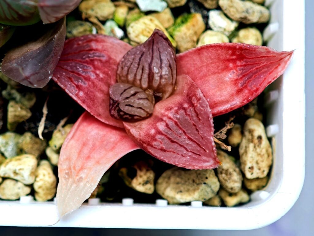 Haworthia Seedling Hikaru Genji RU-1 Var MS145 - 18