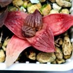 Haworthia Seedling Hikaru Genji RU-1 Var MS145 - 18