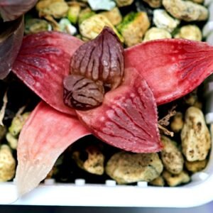 Haworthia Seedling Hikaru Genji RU-1 Var MS145 - 18