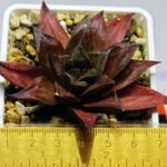 Haworthia Seedling Momiji Nishiki MS151 - 11