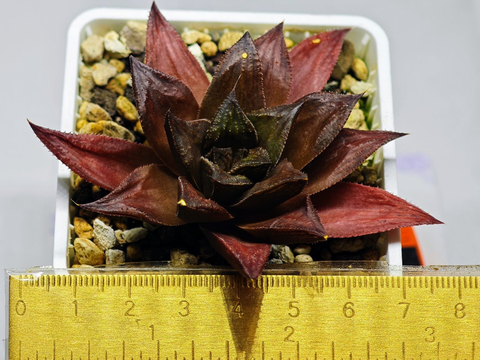 Haworthia Seedling Momiji Nishiki MS151 - 11