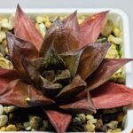 Haworthia Seedling Momiji Nishiki MS151 - 12