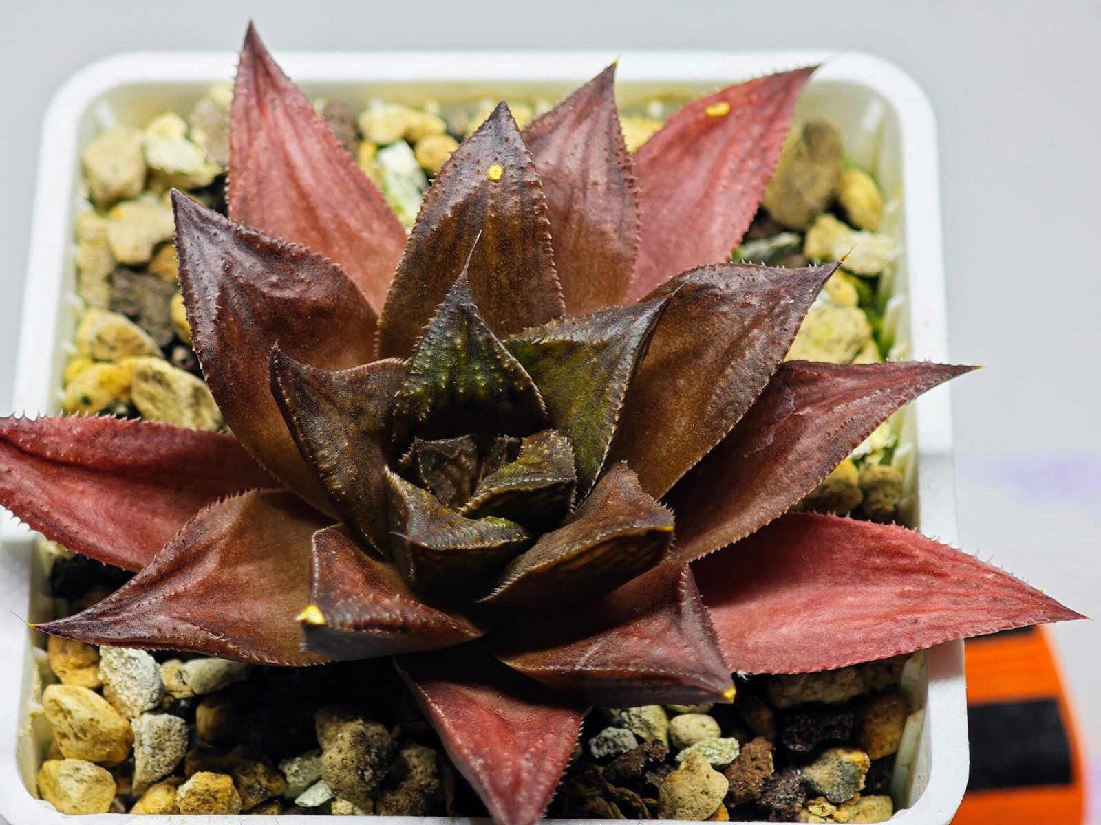 Haworthia Seedling Momiji Nishiki MS151 - 12