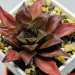 Haworthia Seedling Momiji Nishiki MS151 - 13