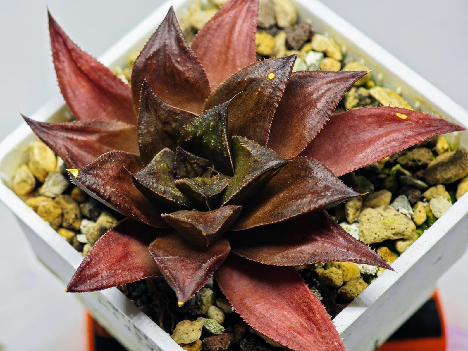 Haworthia Seedling Momiji Nishiki MS151 - 13