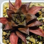 Haworthia Seedling Momiji Nishiki MS151 - 14