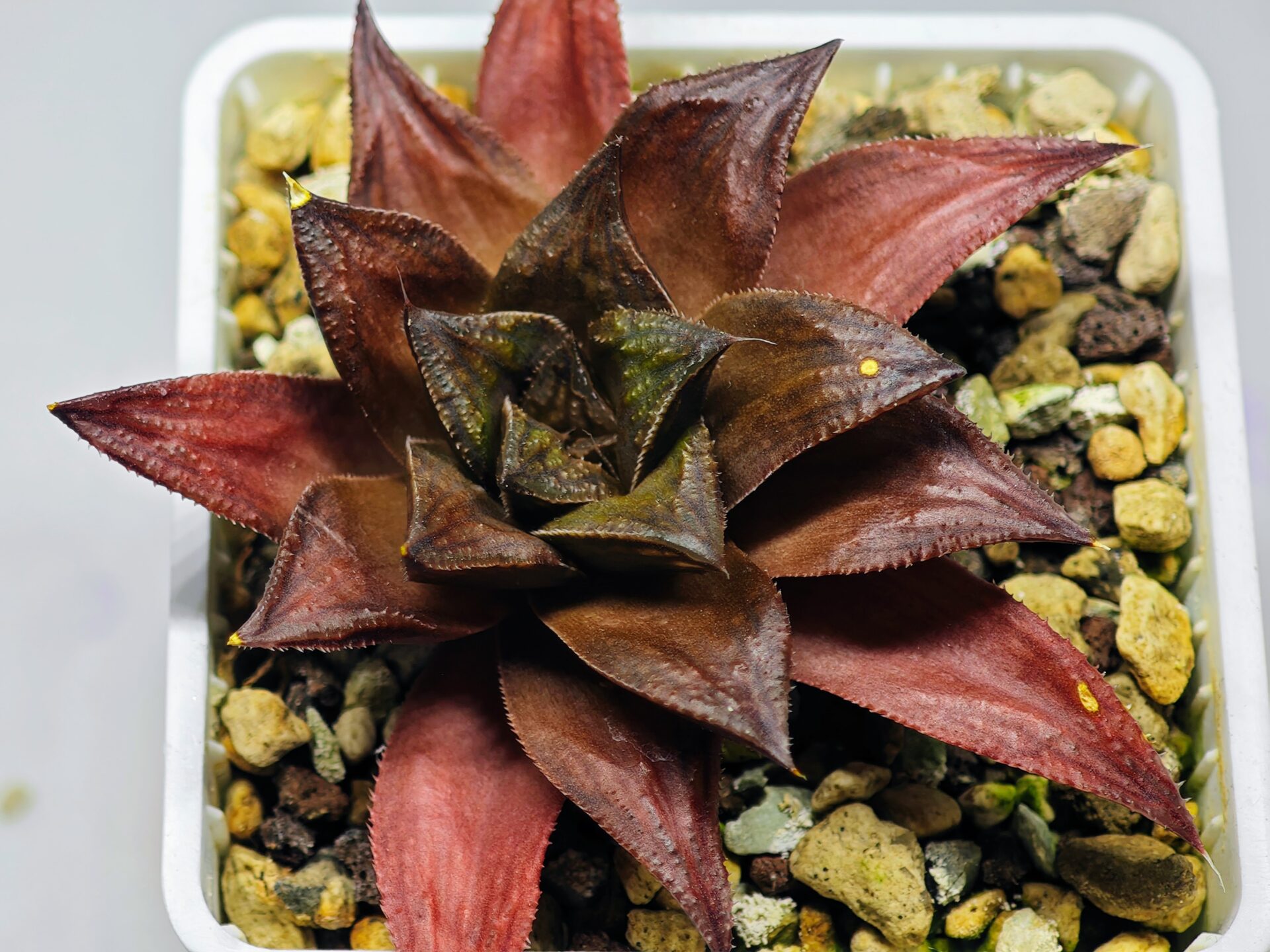 Haworthia Seedling Momiji Nishiki MS151 - 14