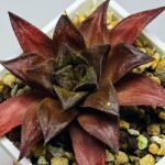 Haworthia Seedling Momiji Nishiki MS151 - 15