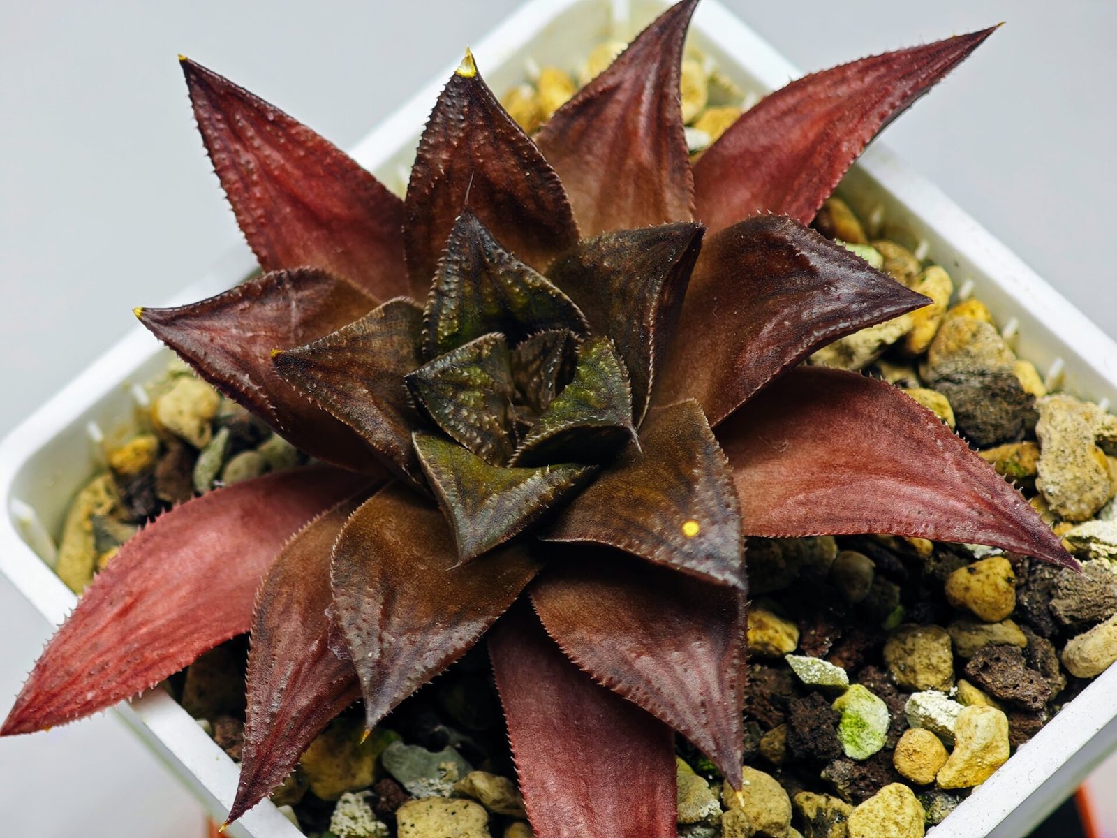 Haworthia Seedling Momiji Nishiki MS151 - 15