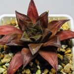 Haworthia Seedling Momiji Nishiki MS151 - 16