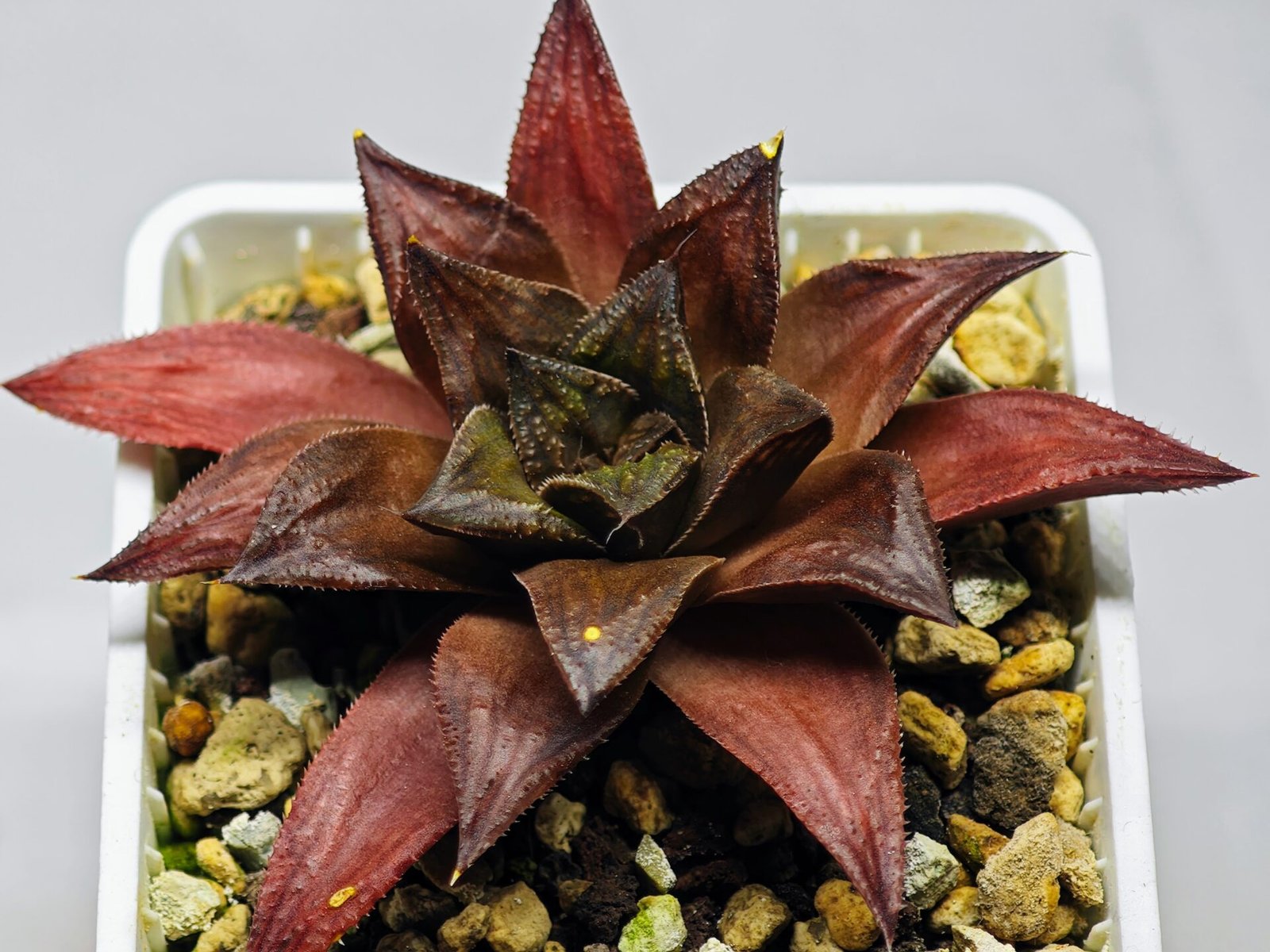 Haworthia Seedling Momiji Nishiki MS151 - 16