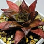 Haworthia Seedling Momiji Nishiki MS151 - 17