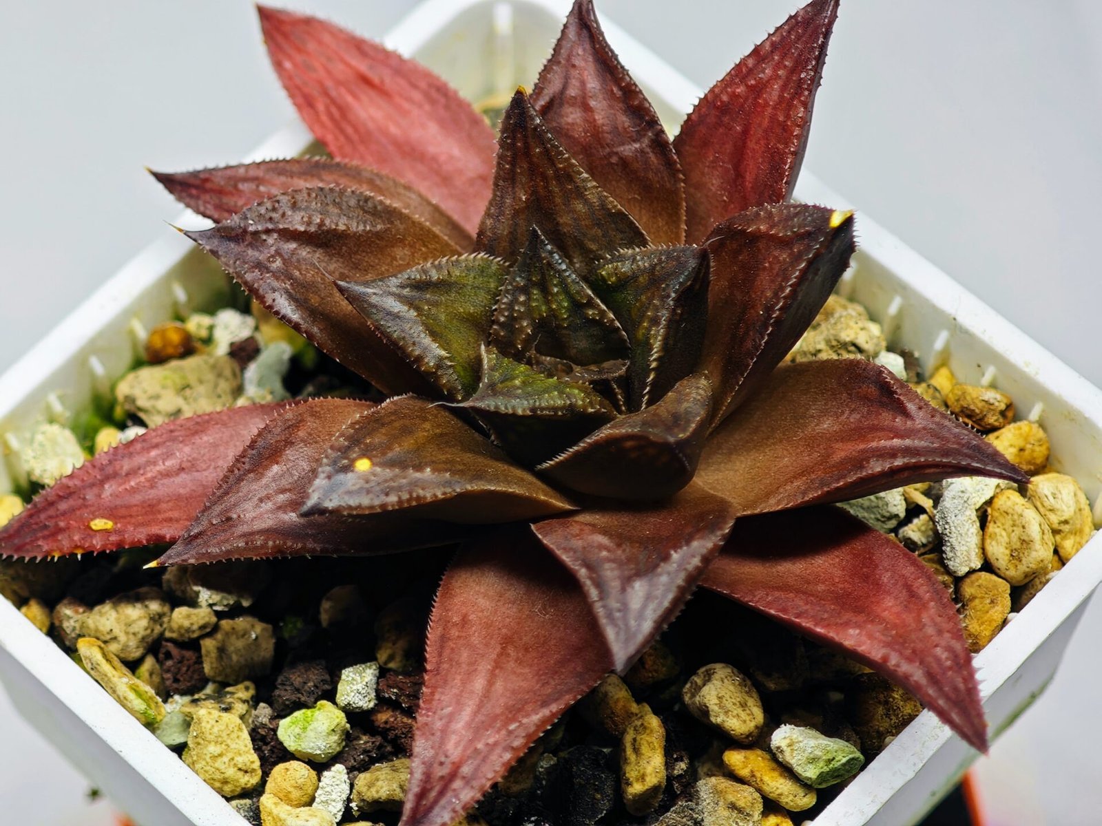 Haworthia Seedling Momiji Nishiki MS151 - 17