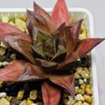 Haworthia Seedling Momiji Nishiki MS151 - 18