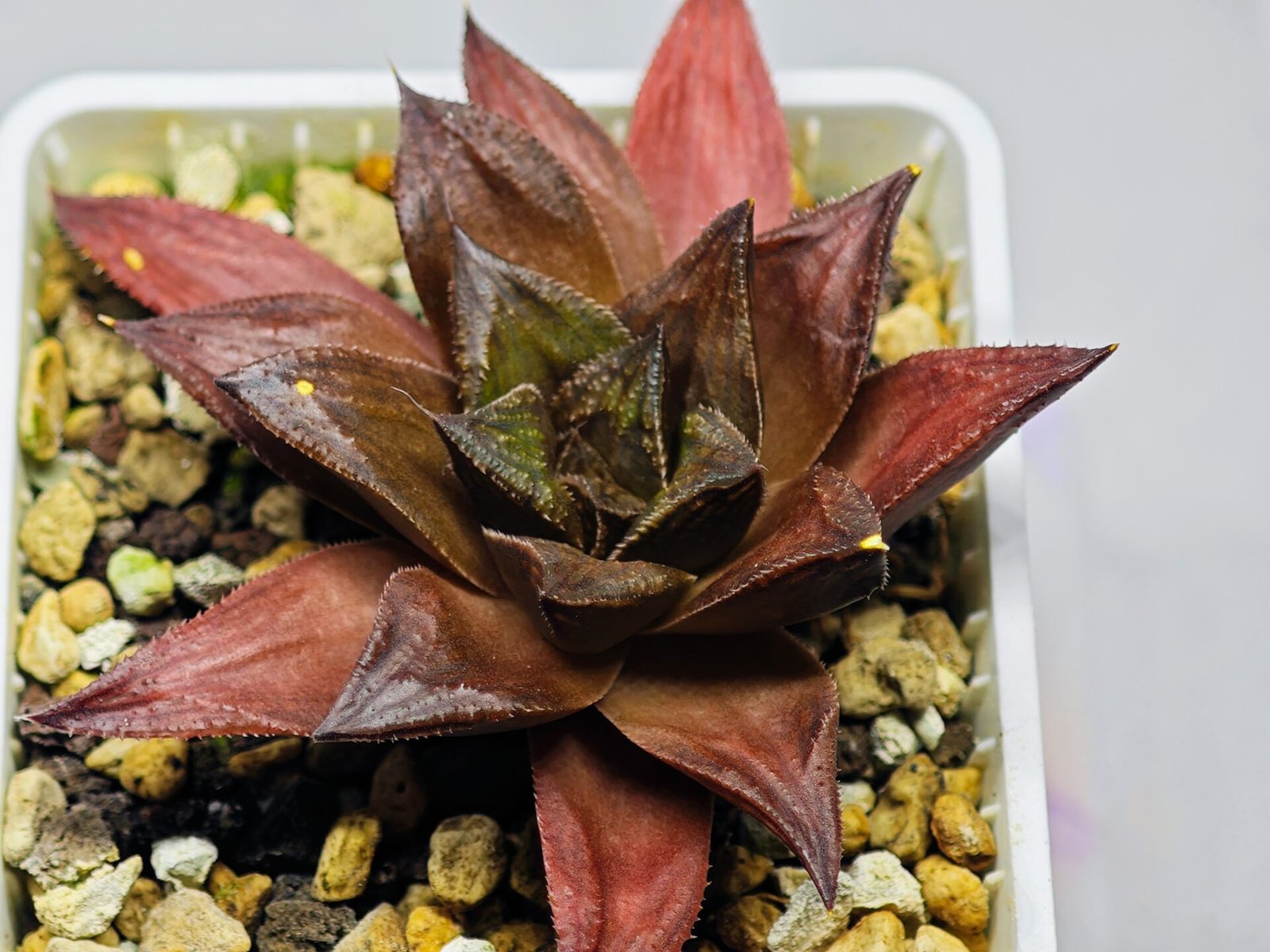 Haworthia Seedling Momiji Nishiki MS151 - 18