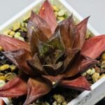 Haworthia Seedling Momiji Nishiki MS151 - 19