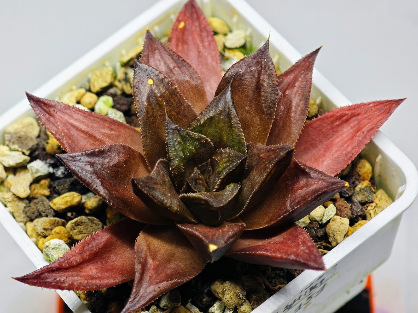 Haworthia Seedling Momiji Nishiki MS151 - 19