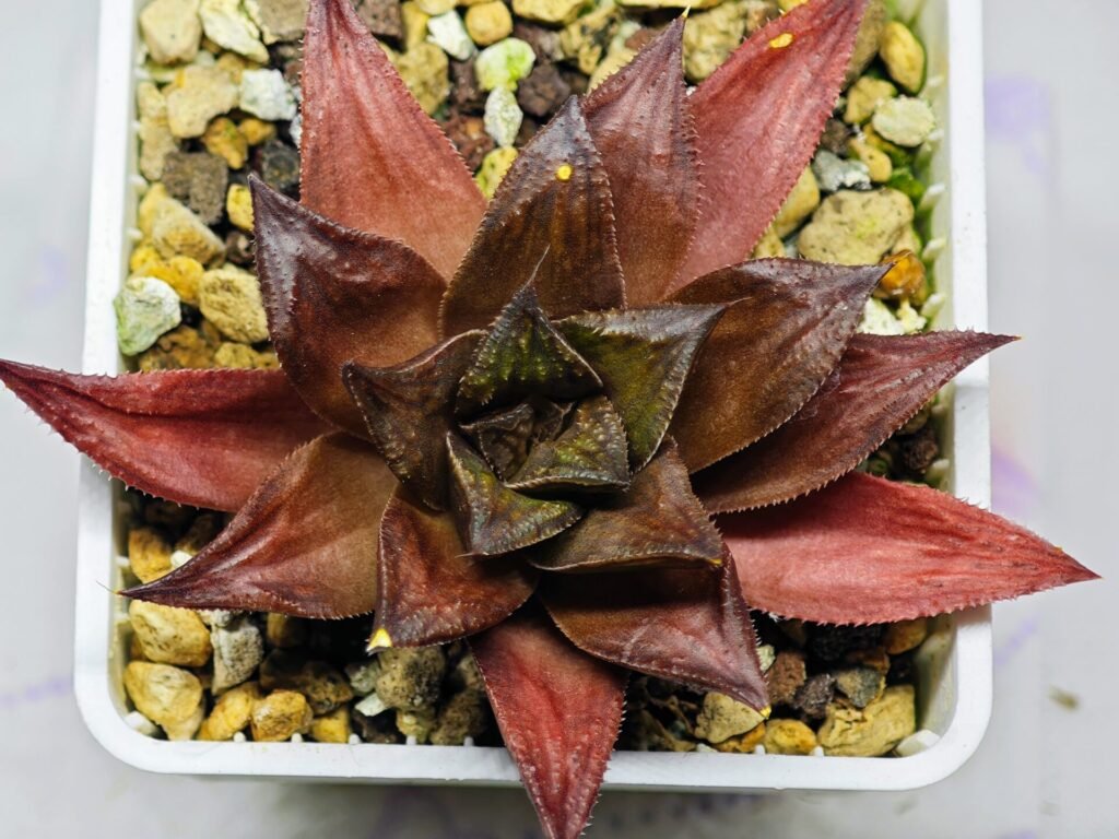Haworthia Seedling Momiji Nishiki MS151 - 20