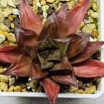Haworthia Seedling Momiji Nishiki MS151 - 20