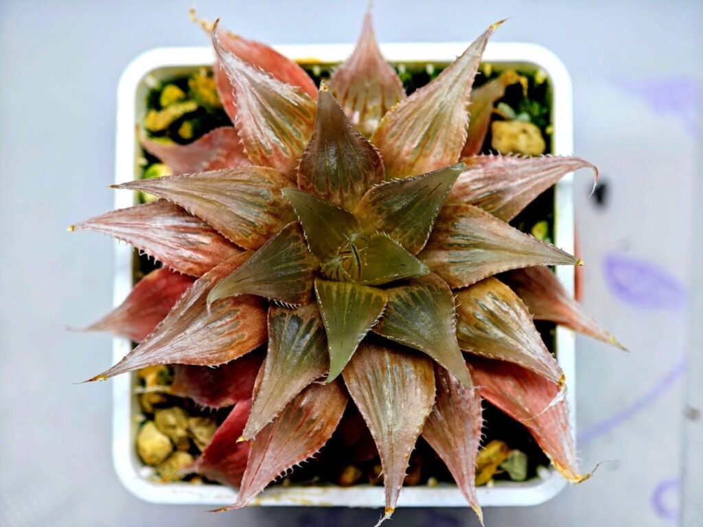 Haworthia Seedling Wimii Var Tyger Pyg Var MS152 - 21
