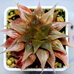 Haworthia Seedling Wimii Var Tyger Pyg Var MS152 - 21