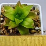 Haworthia Seedling Black Major x Cymbiformis MS078 - 1