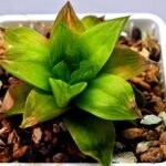Haworthia Seedling Black Major x Cymbiformis MS078 - 2