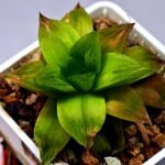 Haworthia Seedling Black Major x Cymbiformis MS078 - 3