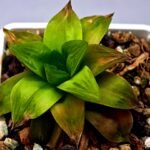 Haworthia Seedling Black Major x Cymbiformis MS078 - 4