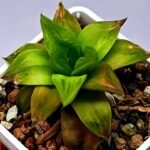 Haworthia Seedling Black Major x Cymbiformis MS078 - 5