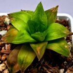 Haworthia Seedling Black Major x Cymbiformis MS078 - 6