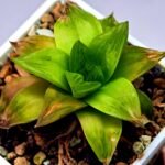 Haworthia Seedling Black Major x Cymbiformis MS078 - 7