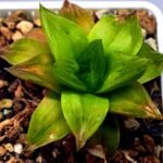 Haworthia Seedling Black Major x Cymbiformis MS078 - 8