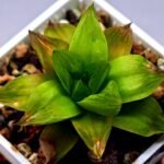 Haworthia Seedling Black Major x Cymbiformis MS078 - 9