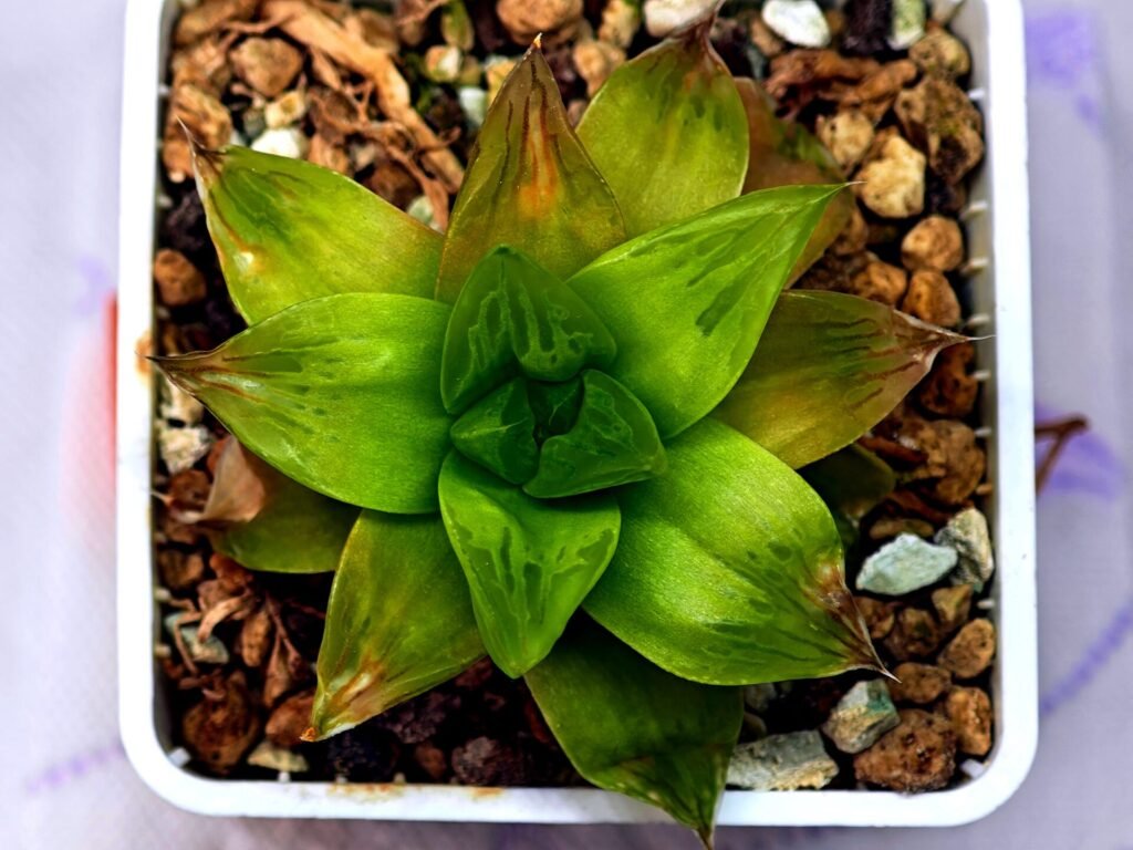 Haworthia Seedling Black Major x Cymbiformis MS078 - 10