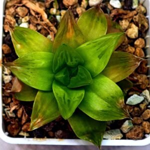 Haworthia Seedling Black Major x Cymbiformis MS078 - 10