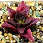 Haworthia Seedling Black Major x Cymbiformis MS077 - 1