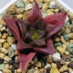 Haworthia Seedling Black Major x Cymbiformis MS077 - 2