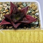 Haworthia Seedling Black Major x Cymbiformis MS077 - 3