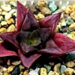 Haworthia Seedling Black Major x Cymbiformis MS077 - 4