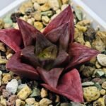 Haworthia Seedling Black Major x Cymbiformis MS077 - 5