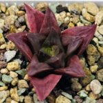 Haworthia Seedling Black Major x Cymbiformis MS077 - 6