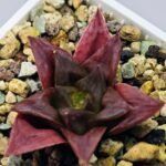 Haworthia Seedling Black Major x Cymbiformis MS077 - 7