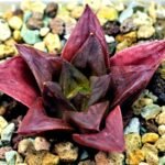 Haworthia Seedling Black Major x Cymbiformis MS077 - 8