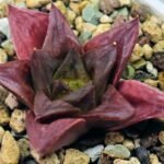 Haworthia Seedling Black Major x Cymbiformis MS077 - 9