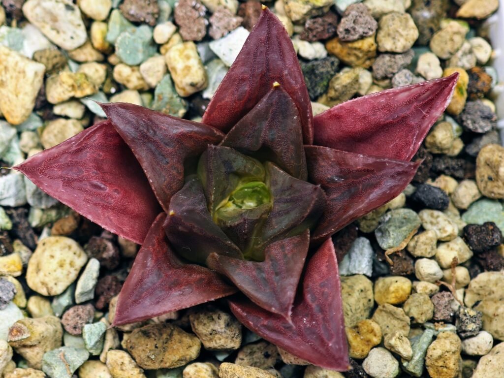 Haworthia Seedling Black Major x Cymbiformis MS077 - 10