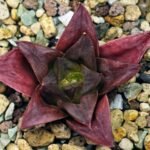 Haworthia Seedling Black Major x Cymbiformis MS077 - 10