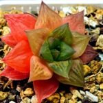 Haworthia Seedling Black Major x Cymbiformis MS076 - 1